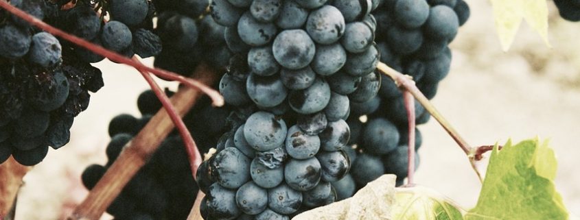 Château Lynch Bages