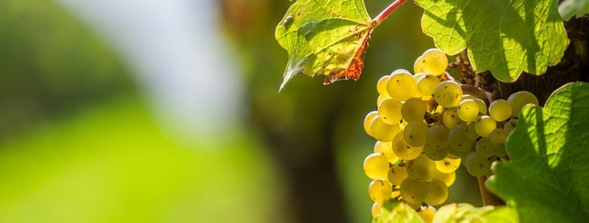 Appellation Blanc sec