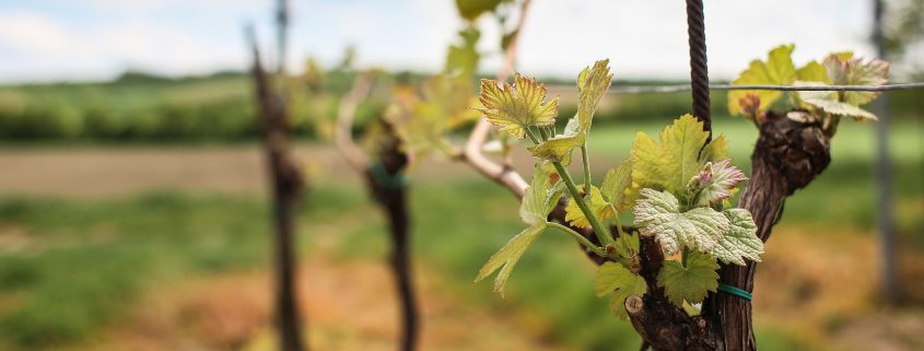Domaine de Chevalier