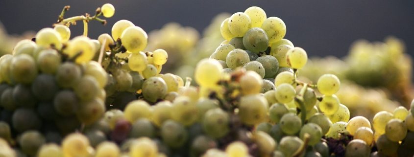 Liquoreux vin de Bordeaux