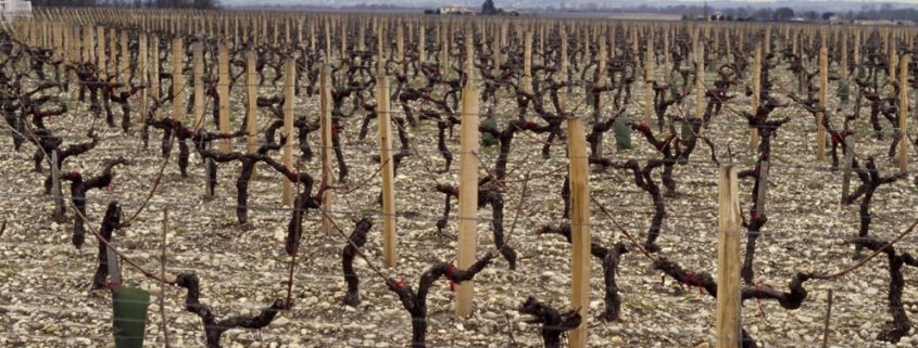 Médoc Moulis appellation