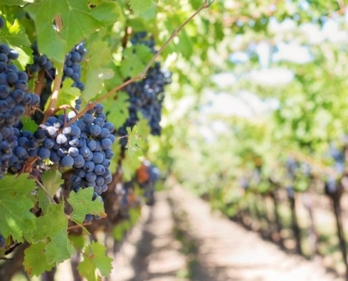 Vigne et grappes de raisins