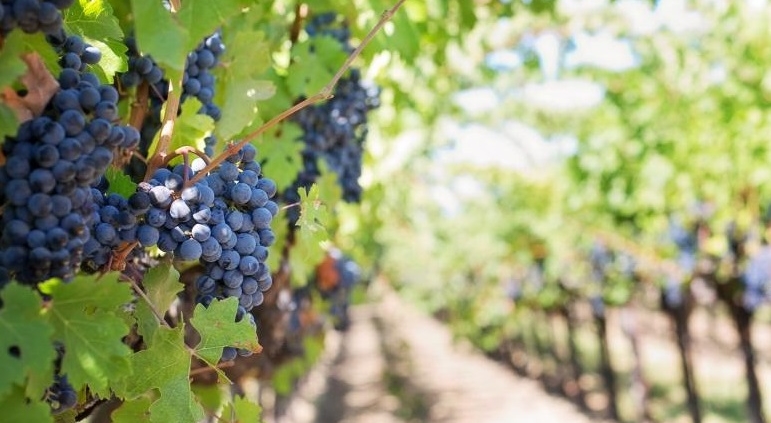 Vigne et grappes de raisins