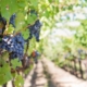 Vigne et grappes de raisins