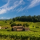 Vignoble bordelais